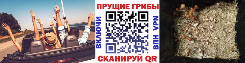цена   Великий Новгород  kraken зеркало  Галлюциногенные грибы Psilocybe 